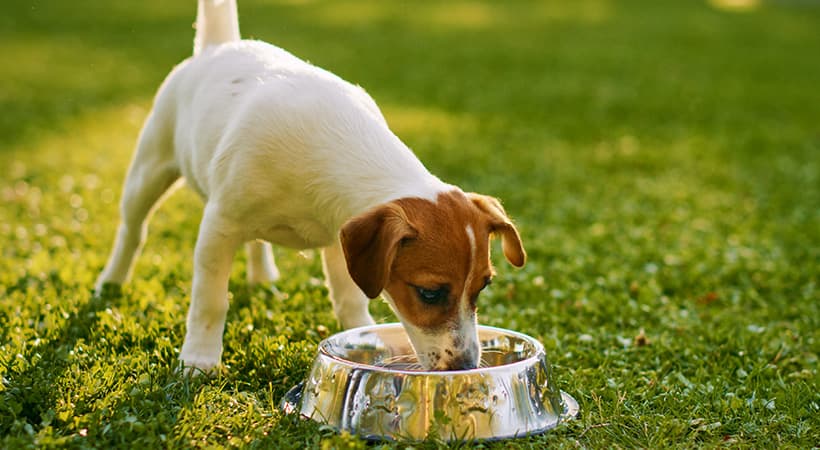 Article thumbnail for: Hard Water's Effect on Pets and Plants